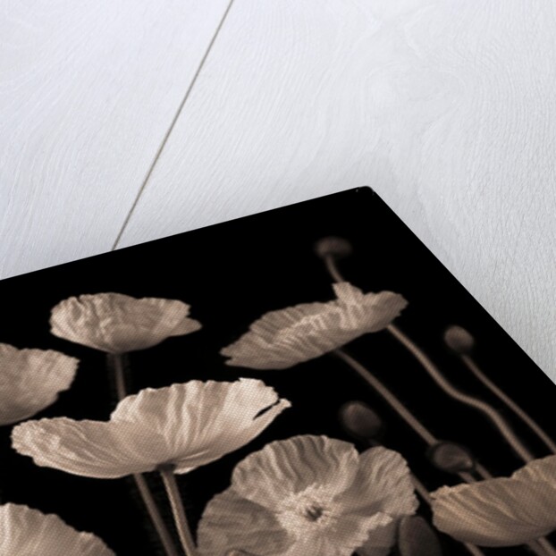 Poppies and buds by Assaf Frank